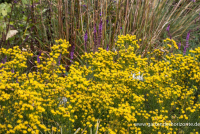  Goldhaar-Aster