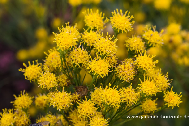  Goldhaar-Aster