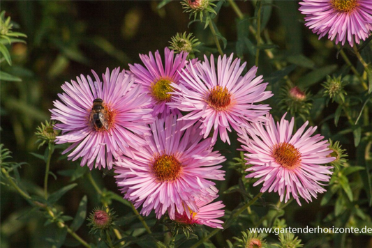  Garten-Raublatt-Aster „Rosa Sieger“