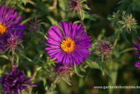  Garten-Raublatt-Aster „Violetta“