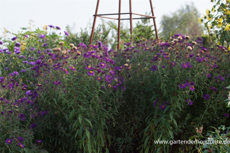  Garten-Raublatt-Aster „Violetta“