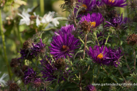  Garten-Raublatt-Aster „Violetta“