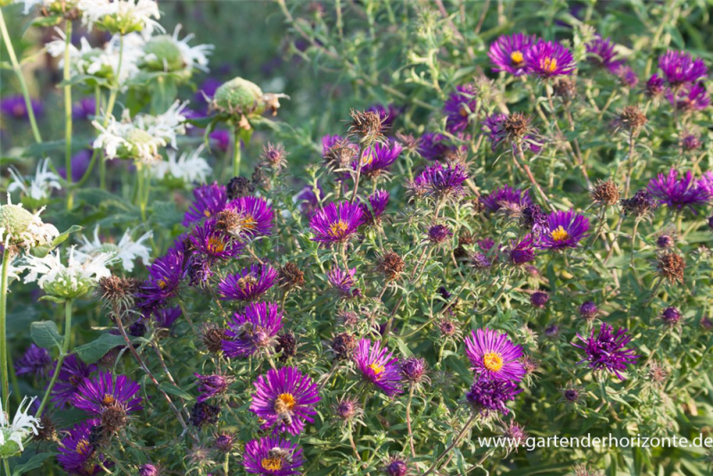  Garten-Raublatt-Aster „Violetta“