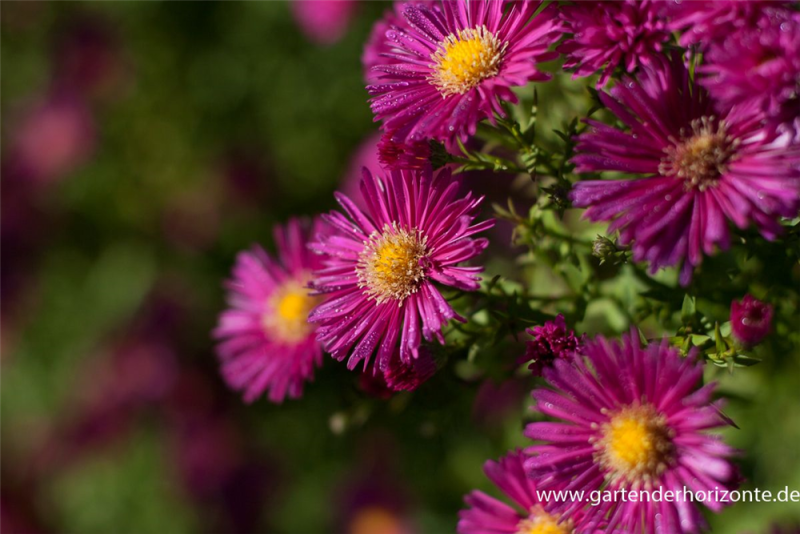  Garten-Glattblatt-Aster „Crimson Brocade“
