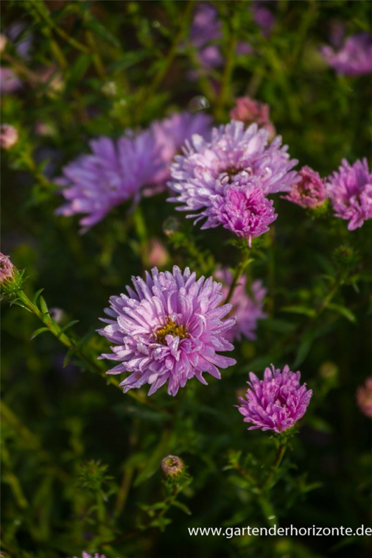  Garten-Glattblatt-Aster „Fellowship“