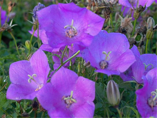  Niedrige Glockenblume „Blaue Clips“