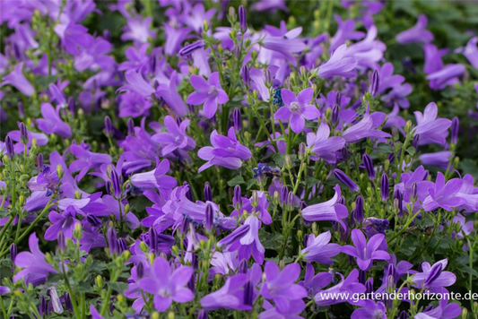  Dalmatiner Polster-Glockenblume