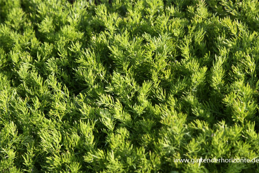  Teppich-Kamille „Treneague“