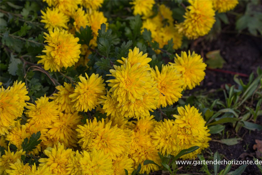  Winteraster „Friederike“