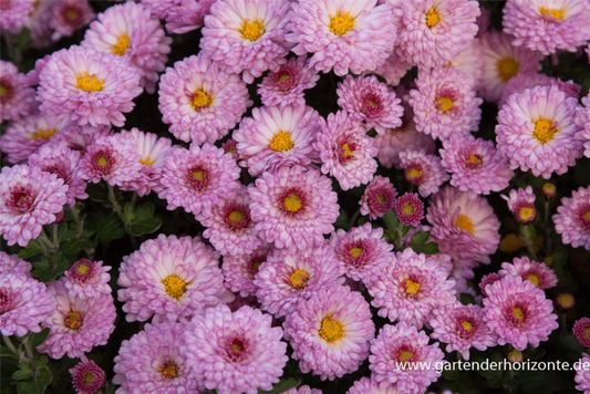  Winteraster „Mei-kyo“