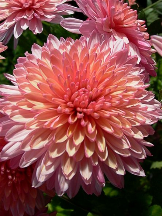  Winteraster „Orchid Helen“