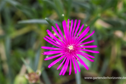  Coopers Mittagsblume