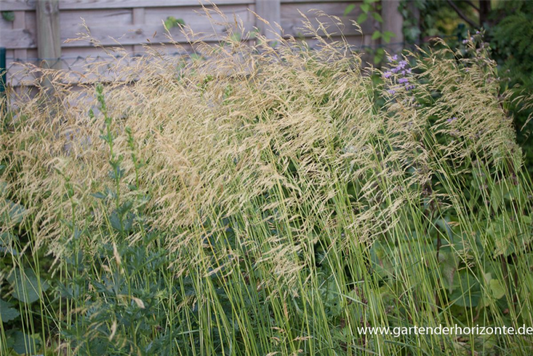  Garten-Schmiele „Goldschleier“