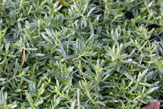  Garten-Heide-Nelke „Albus“