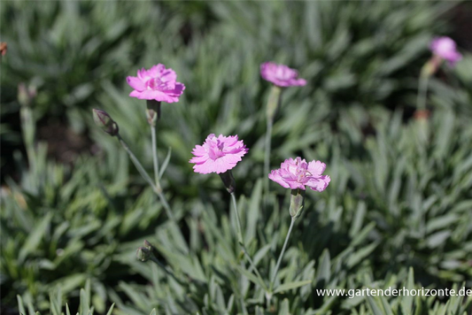  Garten-Pfingst-Nelke „Pink Jewel“