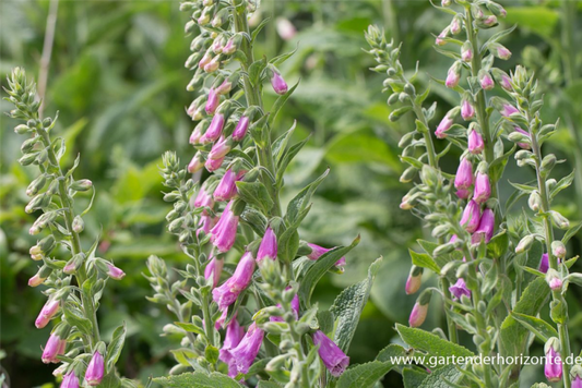  Garten-Fingerhut „Gloxiniaeflora“