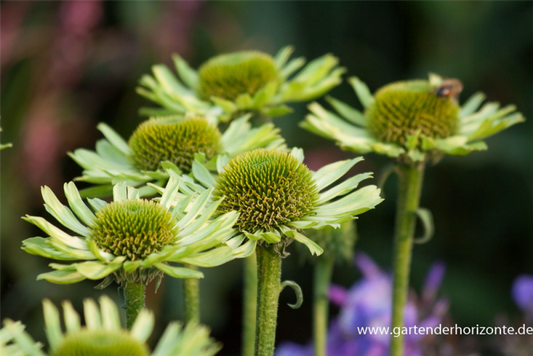  Garten-Scheinsonnenhut „Green Jewel“