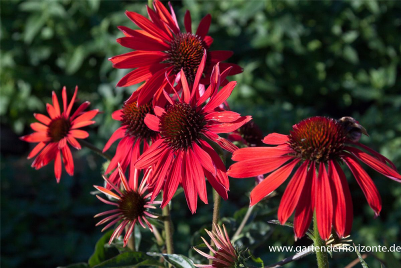 Garten-Scheinsonnenhut „Hot Summer“®