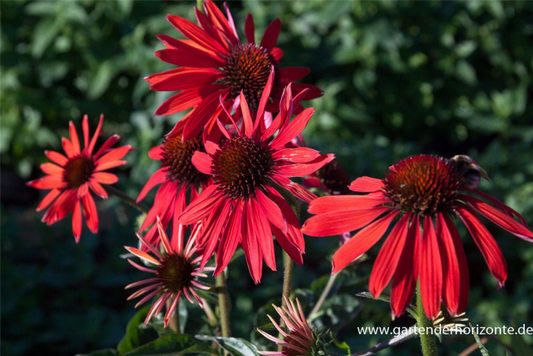  Garten-Scheinsonnenhut „Hot Summer“®