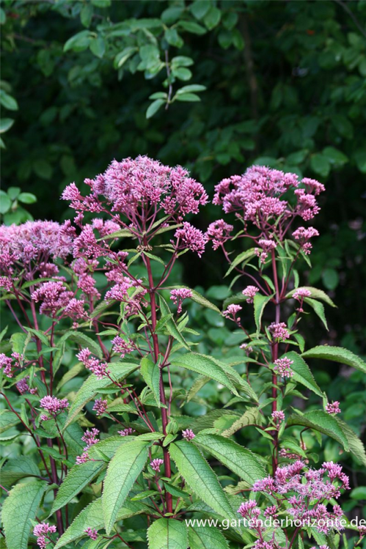  Großer Garten-Wasserdost „Atropurpureum“