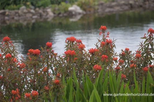  Garten-Wolfsmilch „Fireglow“