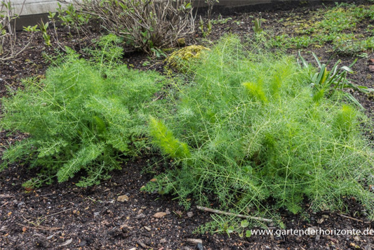  Gewöhnlicher Fenchel