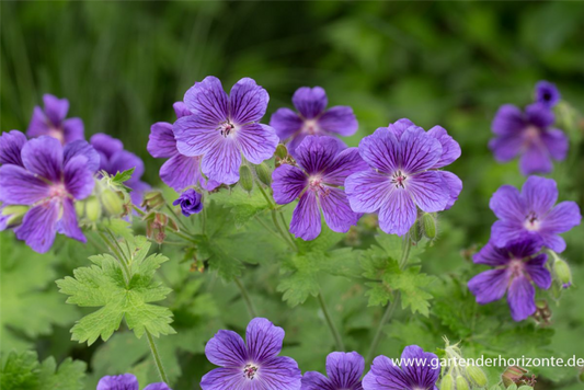  Geranium Ibericum „Vital“