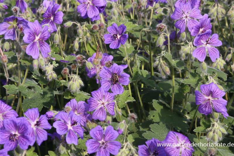  Garten-Storchschnabel „Terre Franche“