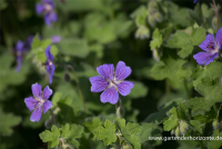  Garten-Storchschnabel „Terre Franche“