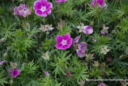  Garten-Blut-Storchschnabel „Elke“