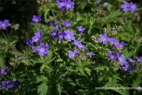  Garten-Storchschnabel „Mayflower“
