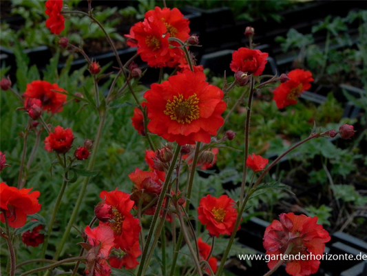  Garten-Nelkenwurz „Rubin“