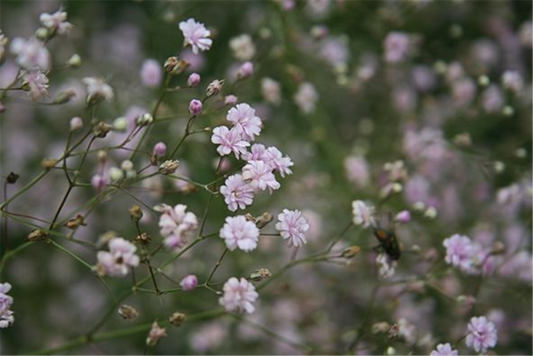  Kriechendes Schleierkraut „Rosenschleier“