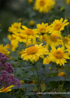  Garten-Stauden-Sonnenblume „Meteor“