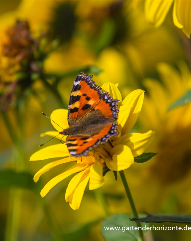  Garten-Stauden-Sonnenblume „Meteor“