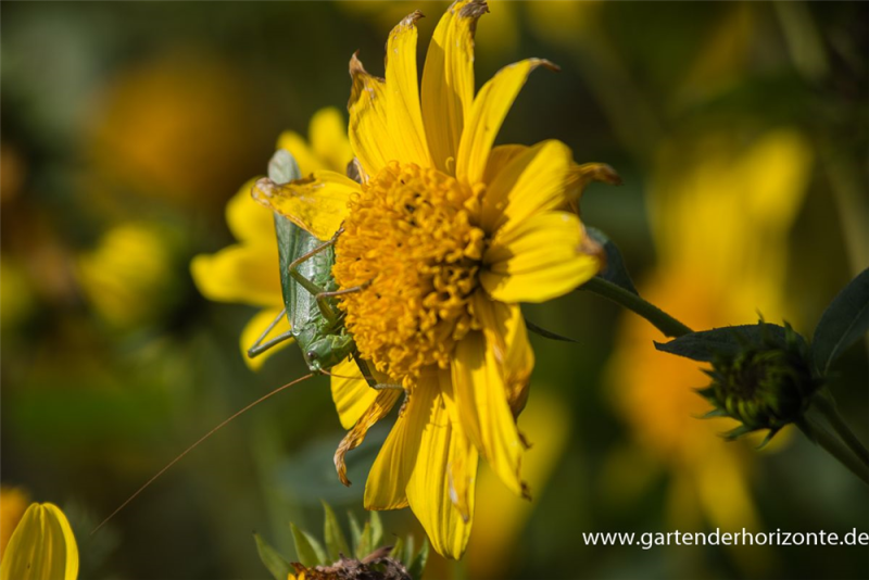  Garten-Stauden-Sonnenblume „Meteor“