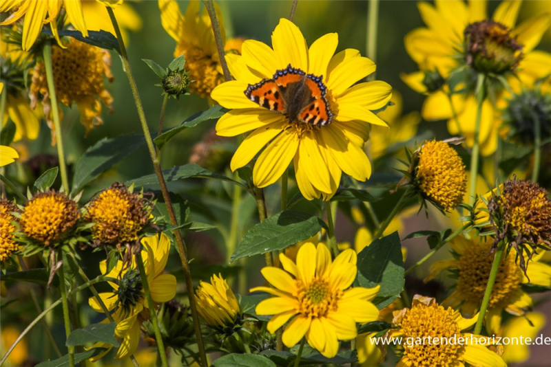  Garten-Stauden-Sonnenblume „Meteor“