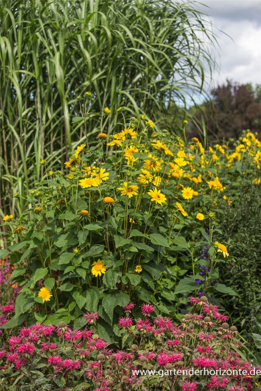  Garten-Stauden-Sonnenblume „Meteor“