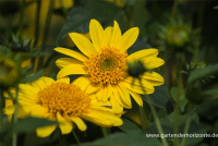  Garten-Stauden-Sonnenblume „Meteor“