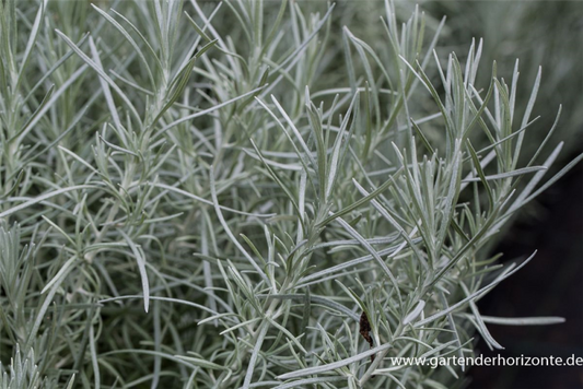  Garten-Currykraut „Tall“