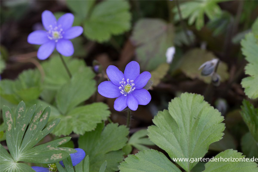  Gewöhnliches Leberblümchen