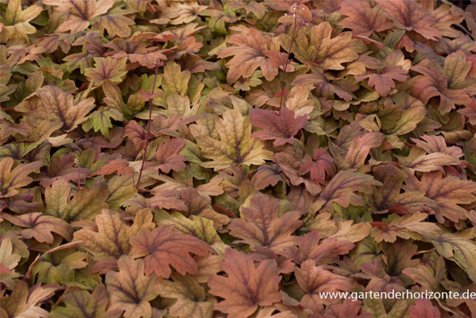  Heucherella „Sweet Tea“ -R-