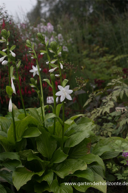  Duftende Garten-Lilien-Funkie „Royal Standard“