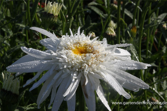  Großblumige Garten-Margerite „Christine Hagemann“
