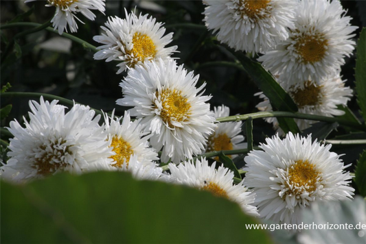  Großblumige Garten-Margerite „Snehurka“