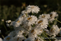  Großblumige Garten-Margerite „Snehurka“