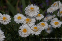  Großblumige Garten-Margerite „Snehurka“
