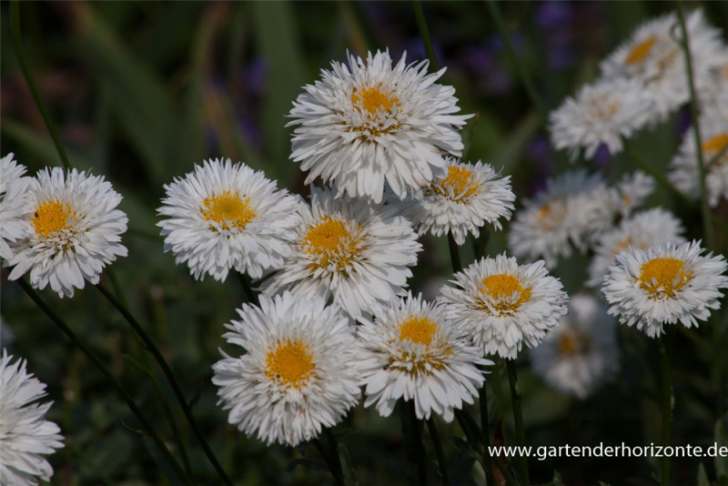  Großblumige Garten-Margerite „Snehurka“