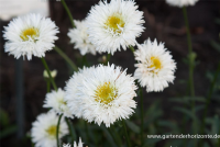  Großblumige Garten-Margerite „Snehurka“