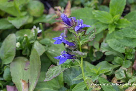  Garten-Lobelie „Blaue Auslese“